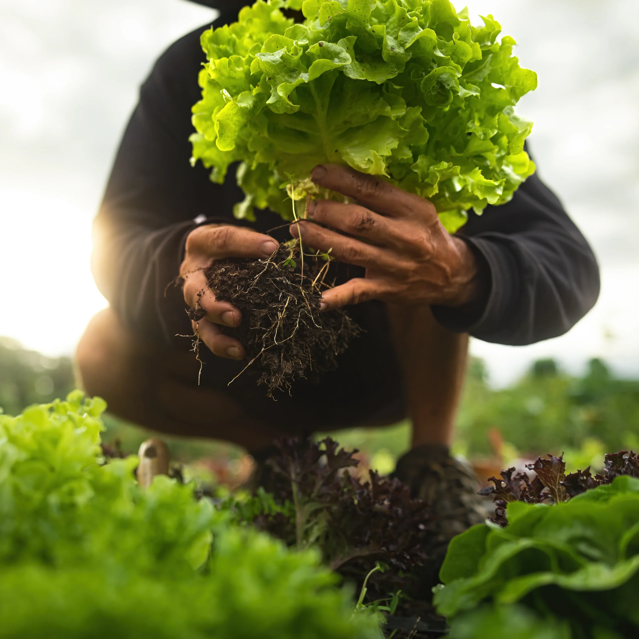 Harvest Hand/ Picker banner image